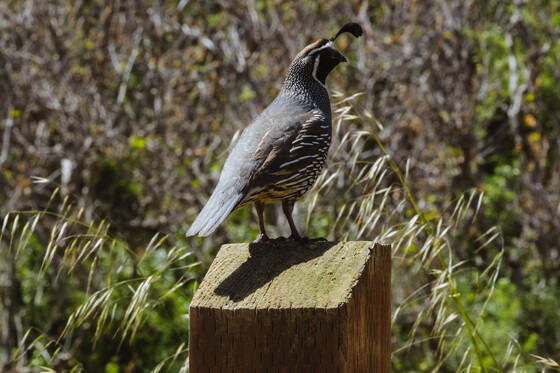 Los Padres National Forest