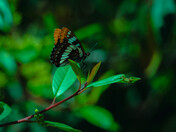 Acadia National Park