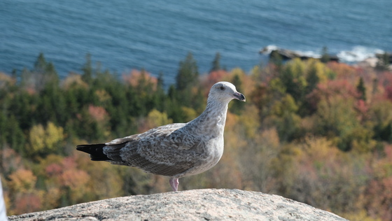 Acadia National Park