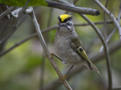 Impressive Featherdo 