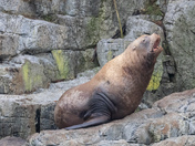 Sea Lion