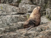 Sea Lion