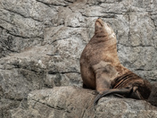 Sea Lion