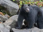 Black Bear