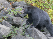 Black Bear