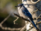 Bluejay