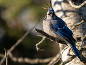 Bluejay
