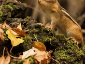 Autumn chipmunk