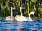 Swans