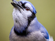 “The Real Blue Jay MVP”