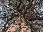Sunset Crater Volcano National Monument