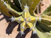 Casa Grande Ruins National Monument