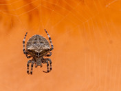 Orbweaver