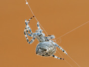 Orbweaver