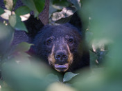 Peek-a-boo Black Bear