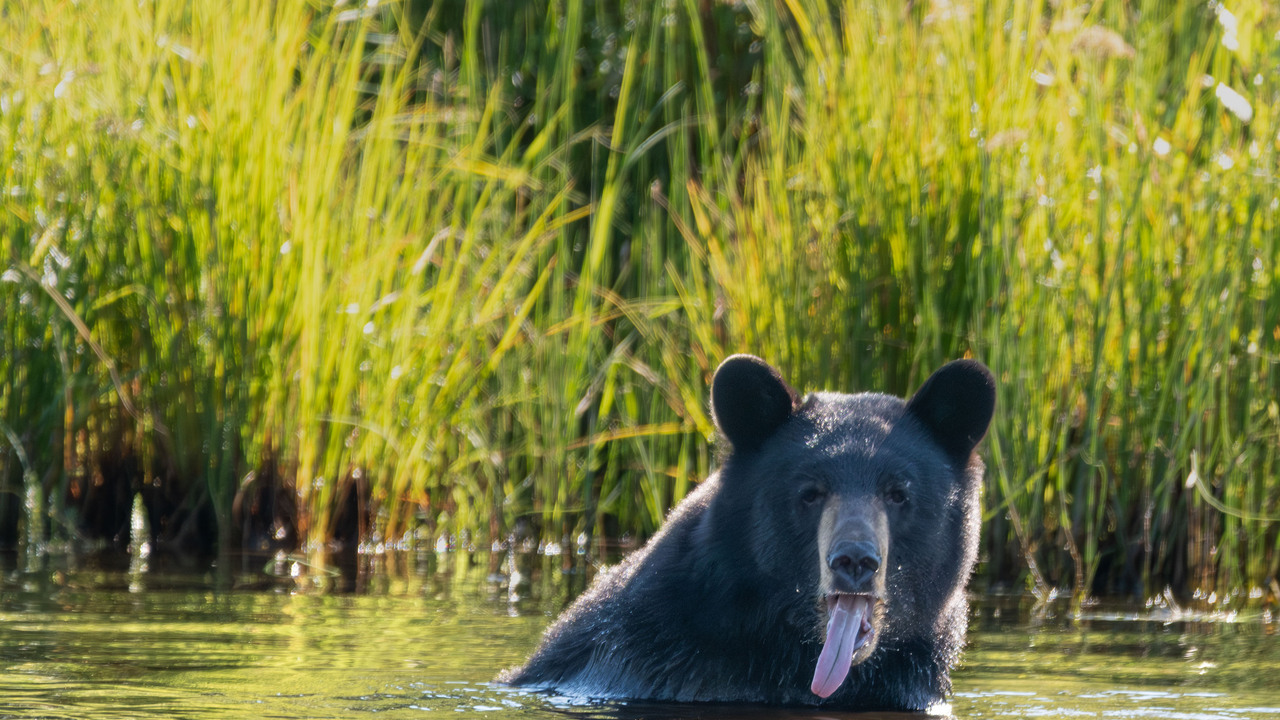 Splish Splash!  When you wear a fur coat during a heat wave!