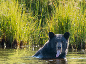 Splish Splash!  When you wear a fur coat during a heat wave!