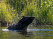 Splish Splash!  When you wear a fur coat during a heat wave!