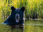 Splish Splash!  When you wear a fur coat during a heat wave!
