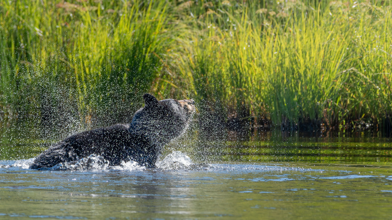 Splish Splash!  When you wear a fur coat during a heat wave!