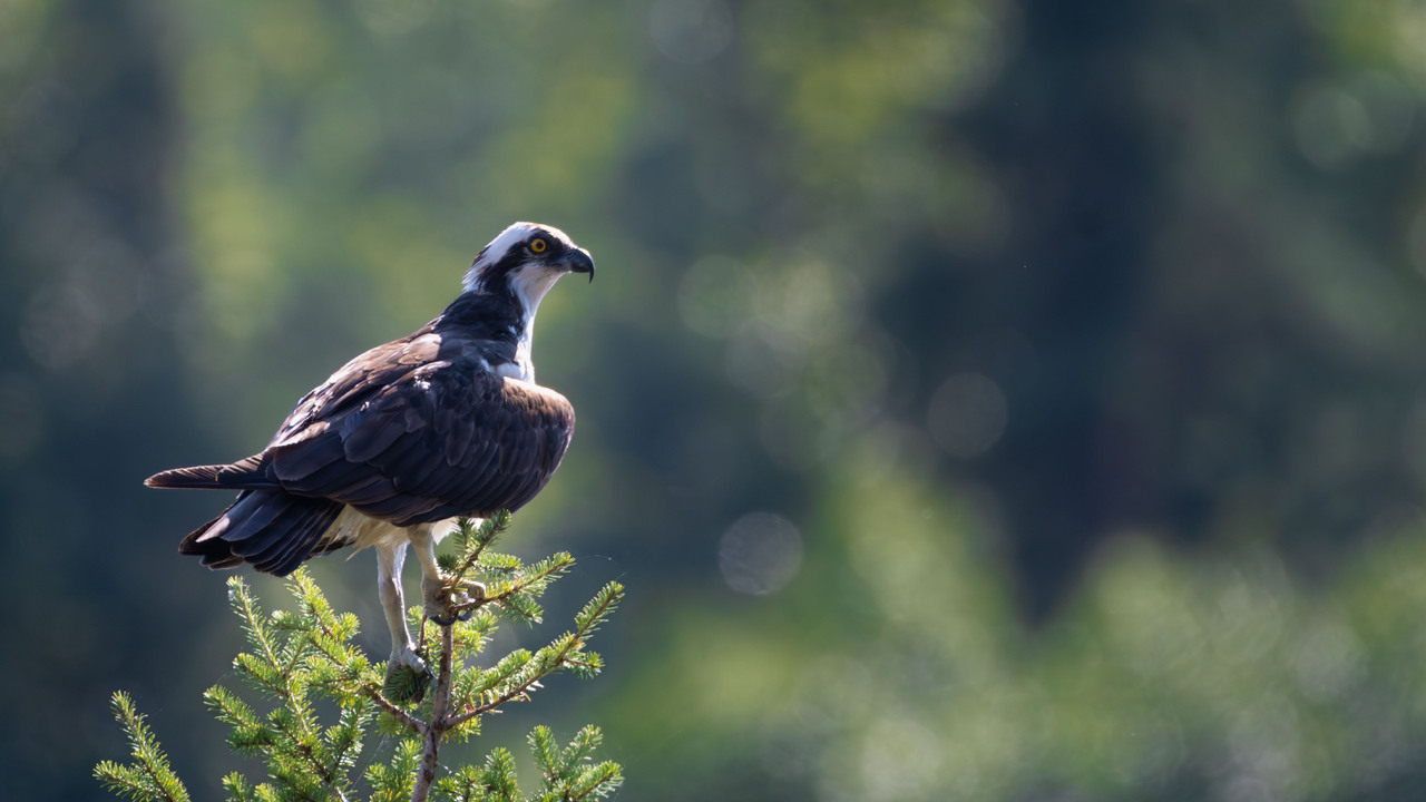 Osprey