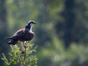 Osprey