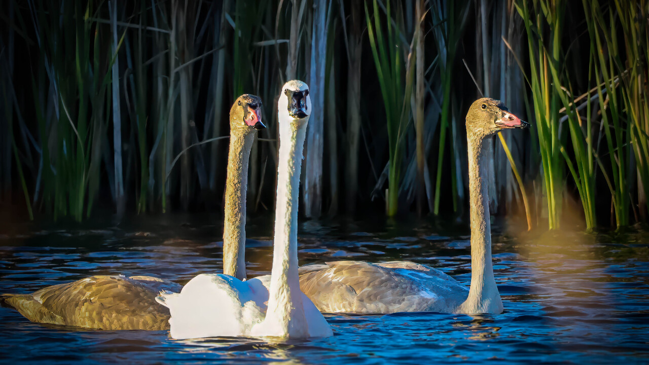 Trumpeter Swans