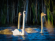 Trumpeter Swans