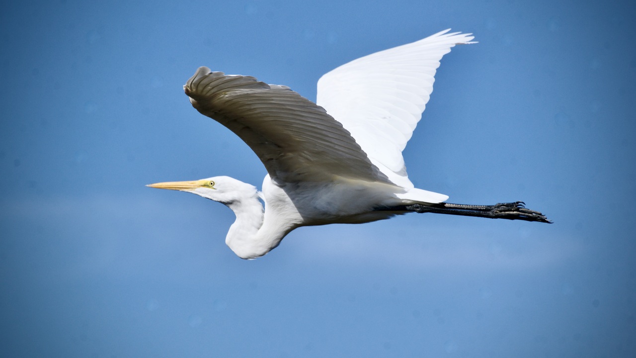 Egret