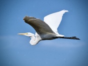Egret