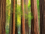 Muir Woods National Monument