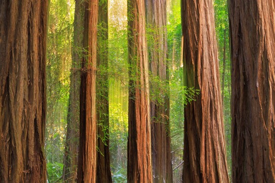 Muir Woods National Monument