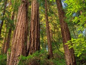 Muir Woods National Monument