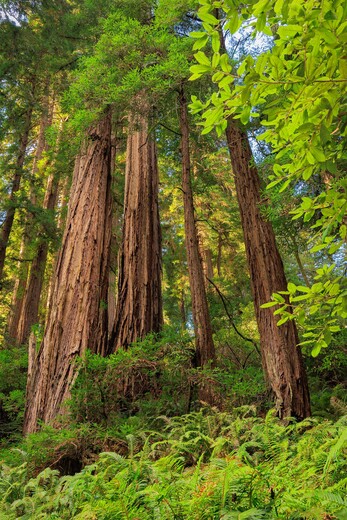 Muir Woods National Monument