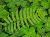 Muir Woods National Monument