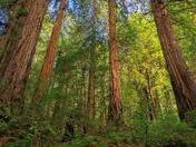 Muir Woods National Monument