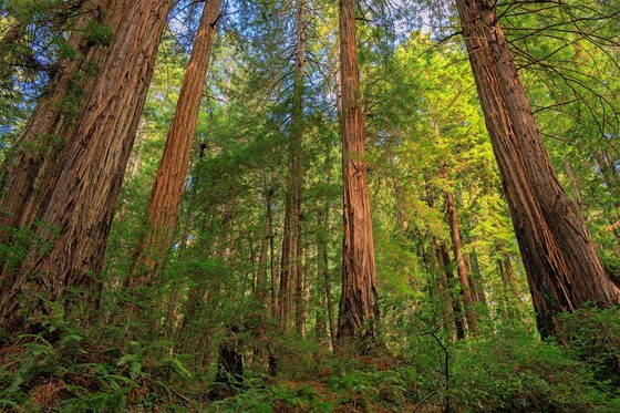 Muir Woods National Monument