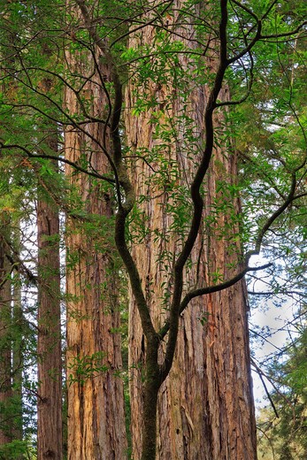 Muir Woods National Monument