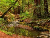 Muir Woods National Monument