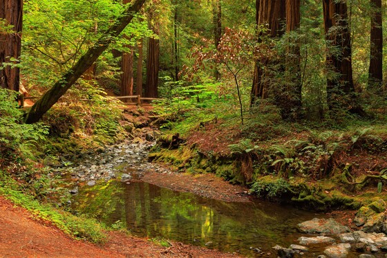 Muir Woods National Monument