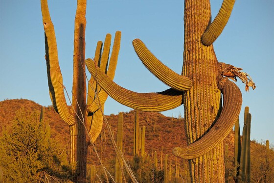 Saguaro National Park