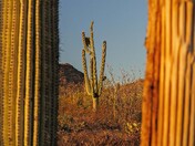 Saguaro National Park