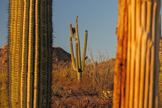 Saguaro National Park