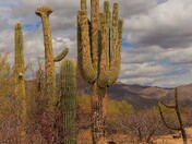 Saguaro National Park