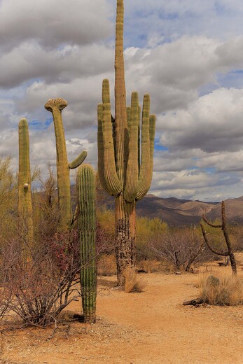 Saguaro National Park