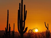 Saguaro National Park
