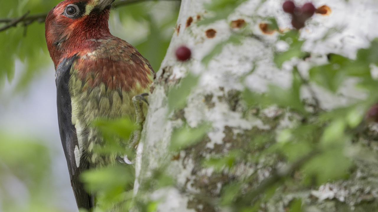 Red-breasted sapsucker 