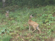 Redwood National Park