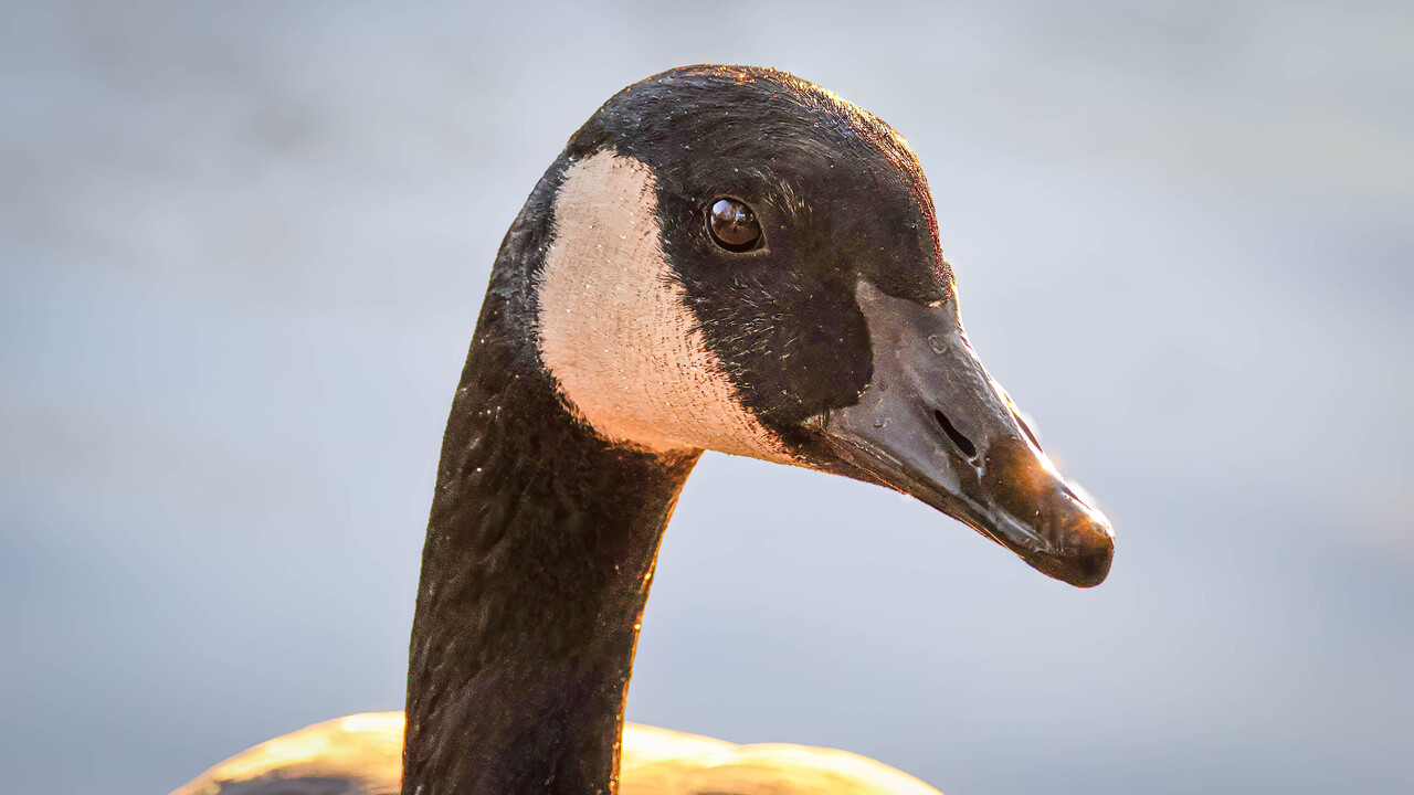 Canada Goose