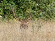 Redwood National Park